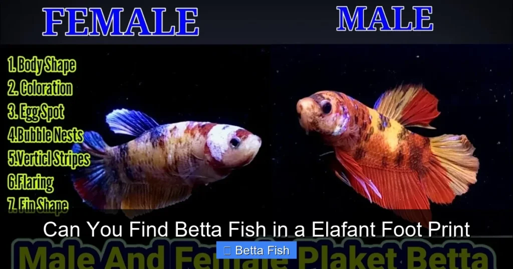 Can You Find Betta Fish in a Elafant Foot Print