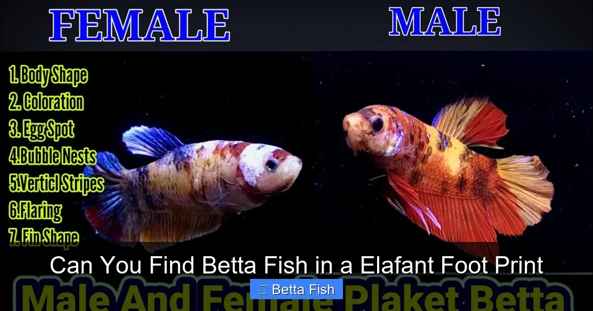 Can You Find Betta Fish in a Elafant Foot Print