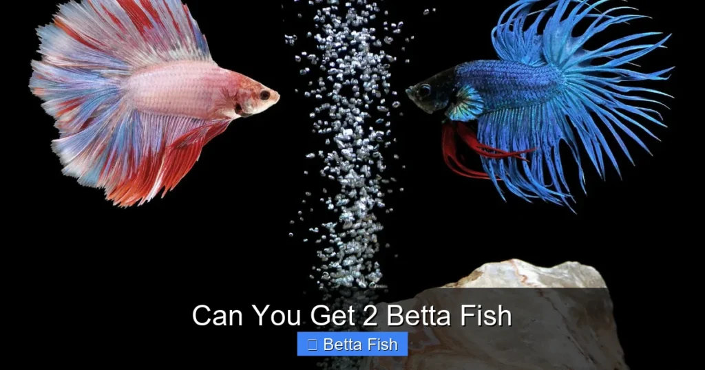Can You Get 2 Betta Fish