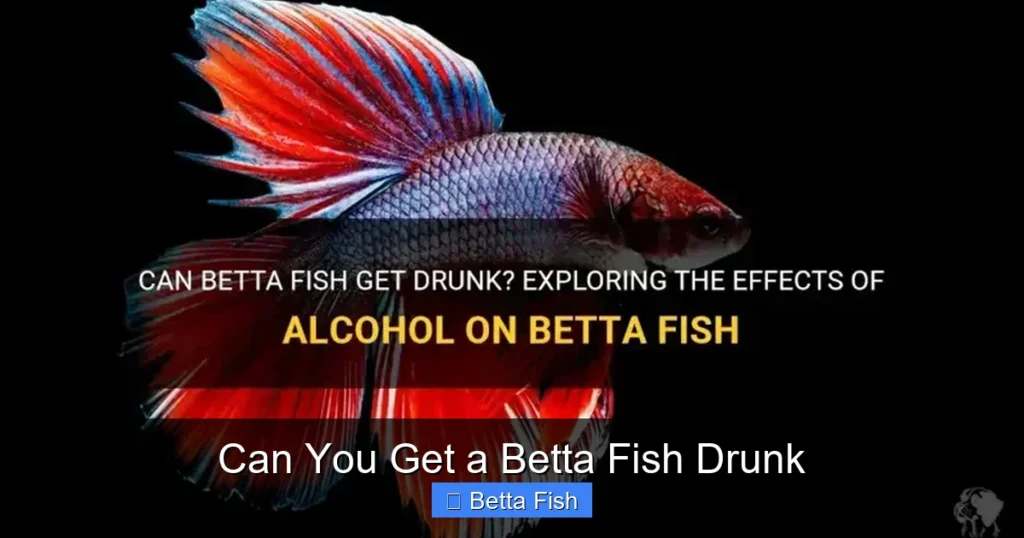 Can You Get a Betta Fish Drunk