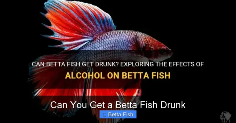 Can You Get a Betta Fish Drunk