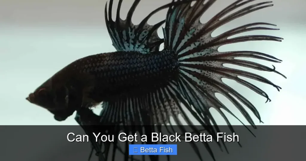 Can You Get a Black Betta Fish