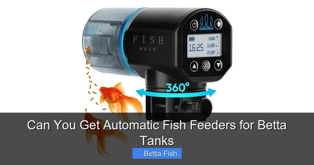 Can You Get Automatic Fish Feeders for Betta Tanks