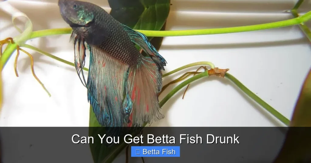 Can You Get Betta Fish Drunk