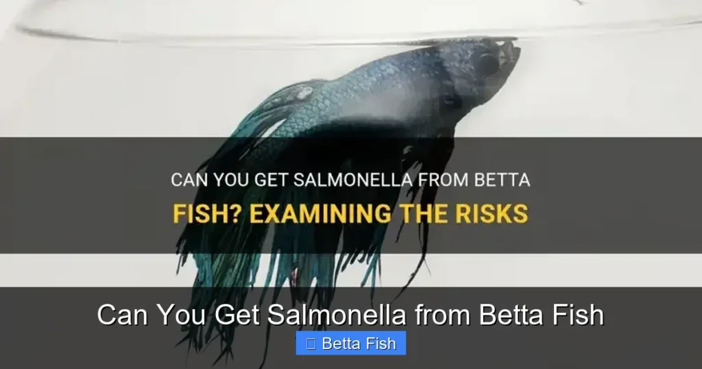 Can You Get Salmonella from Betta Fish