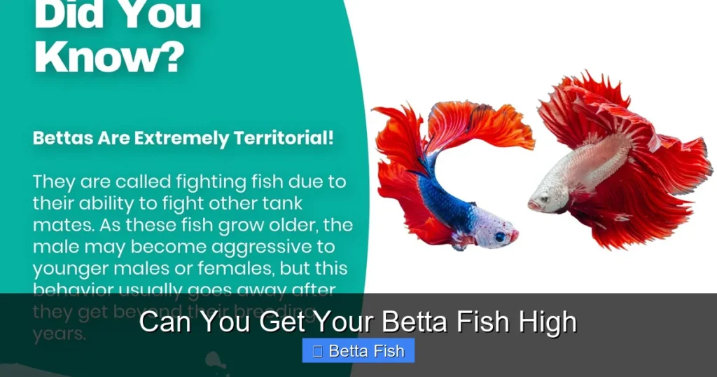 Can You Get Your Betta Fish High