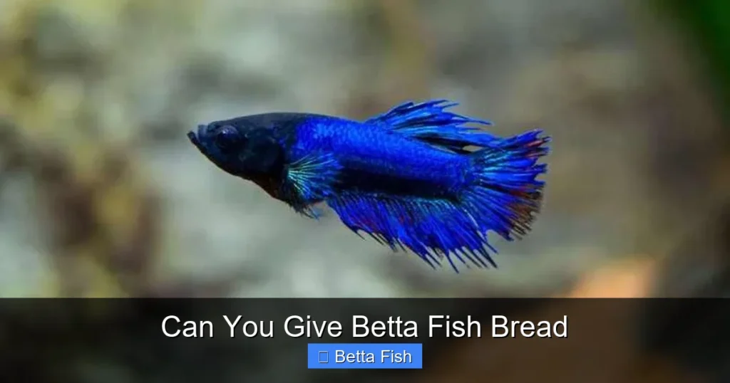 Can You Give Betta Fish Bread