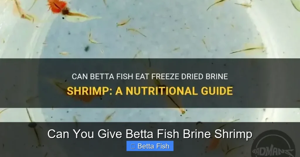 Can You Give Betta Fish Brine Shrimp