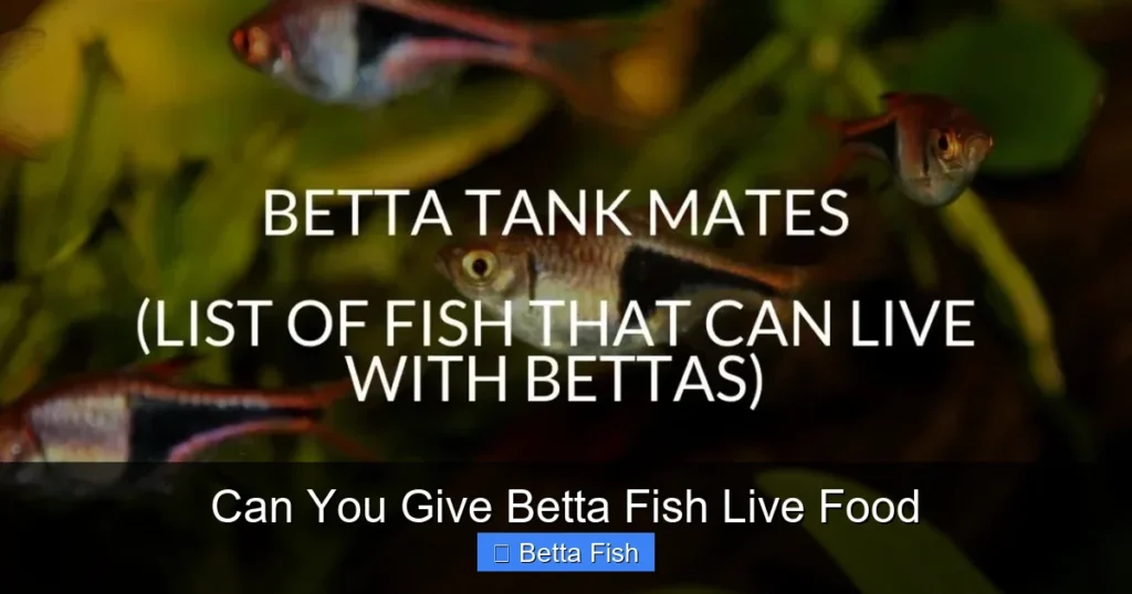 Can You Give Betta Fish Live Food