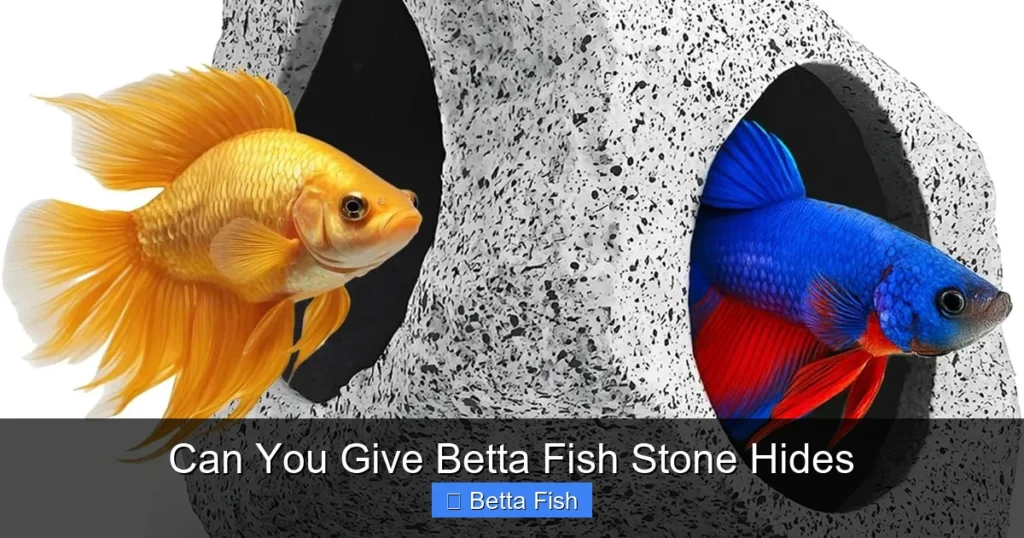 Can You Give Betta Fish Stone Hides