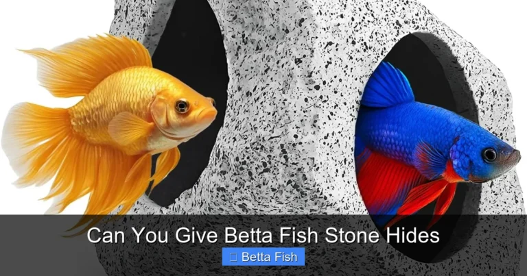 Can You Give Betta Fish Stone Hides