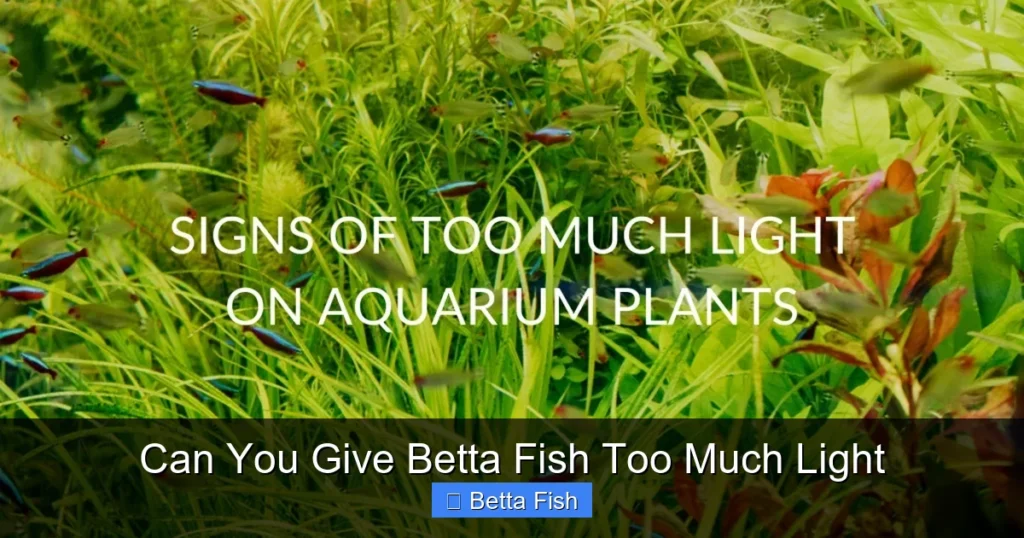 Can You Give Betta Fish Too Much Light