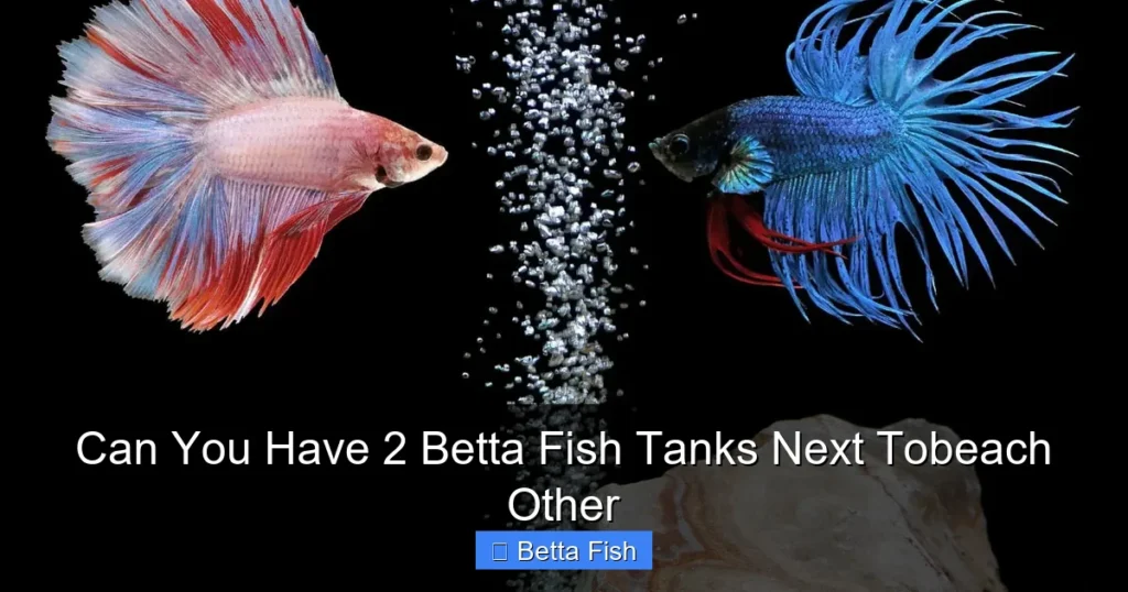 Can You Have 2 Betta Fish Tanks Next Tobeach Other
