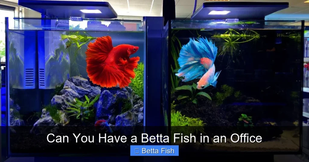 Can You Have a Betta Fish in an Office
