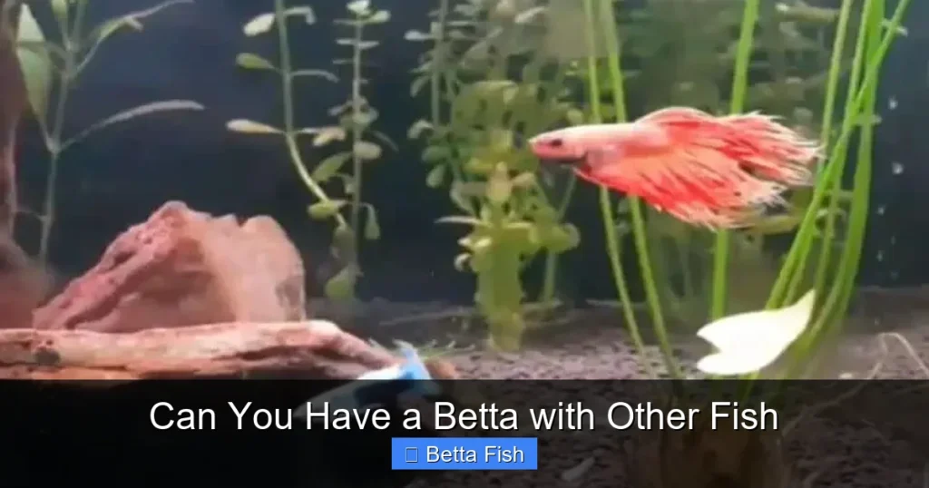 Can You Have a Betta with Other Fish