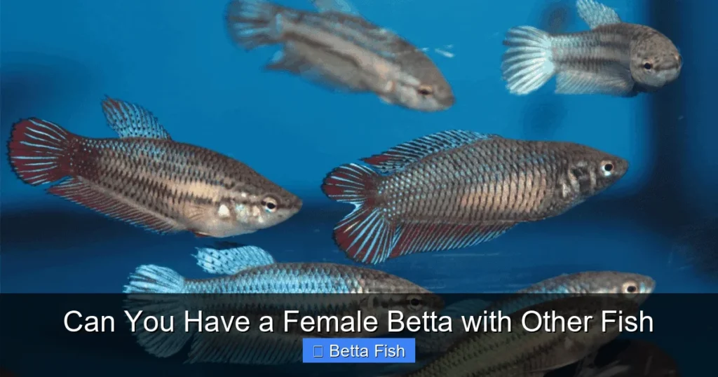 Can You Have a Female Betta with Other Fish