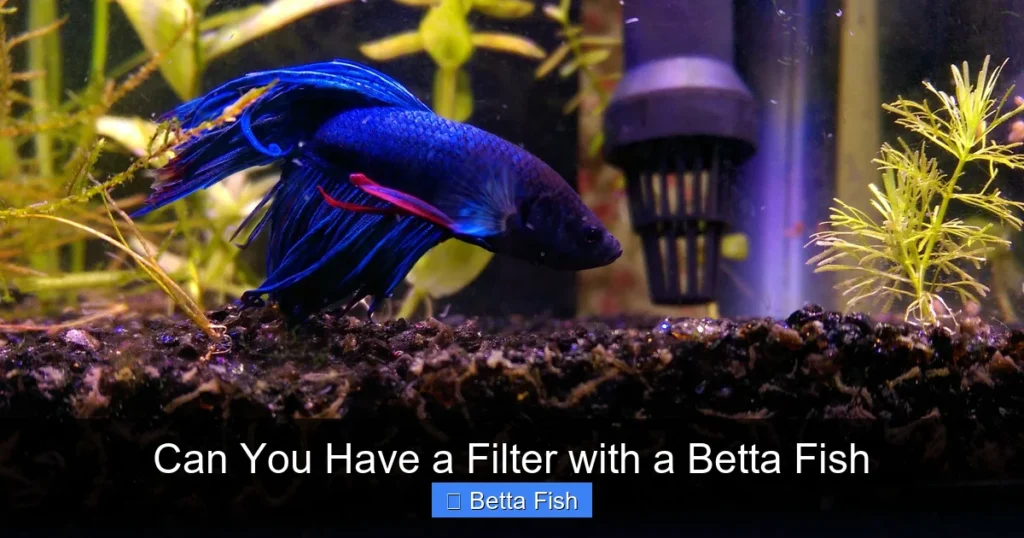 Can You Have a Filter with a Betta Fish