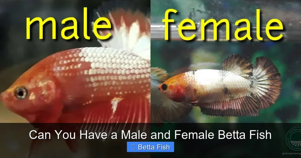 Can You Have a Male and Female Betta Fish