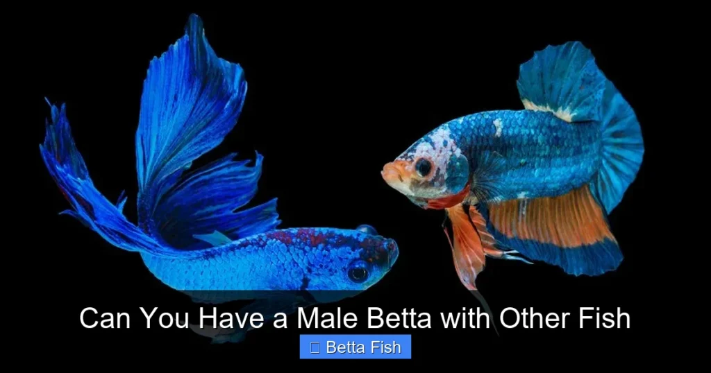 Can You Have a Male Betta with Other Fish