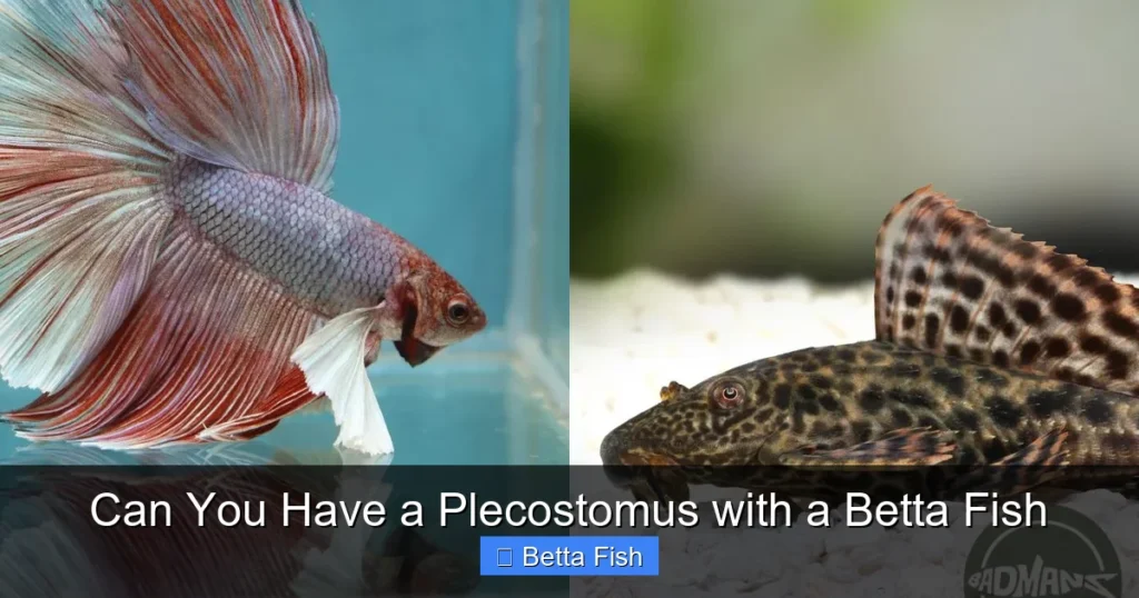 Can You Have a Plecostomus with a Betta Fish