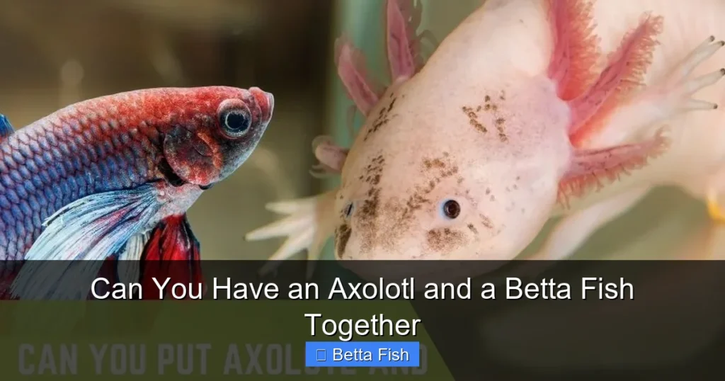 Can You Have an Axolotl and a Betta Fish Together