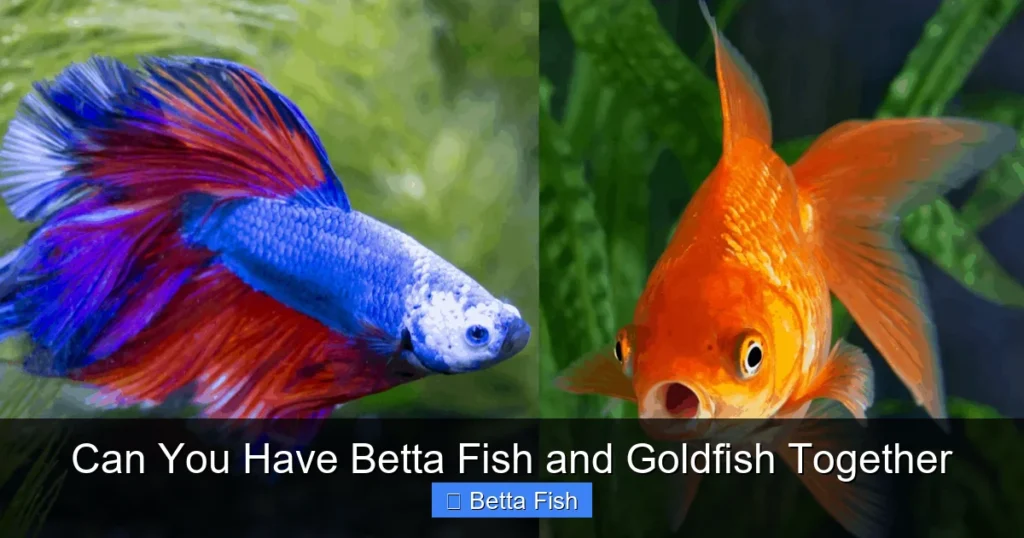Can You Have Betta Fish and Goldfish Together