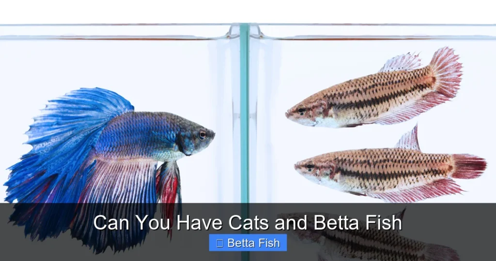 Can You Have Cats and Betta Fish