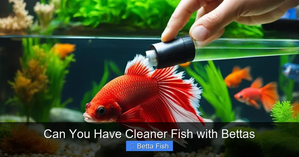 Can You Have Cleaner Fish with Bettas