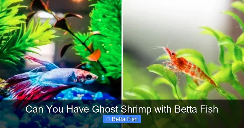 Can You Have Ghost Shrimp with Betta Fish