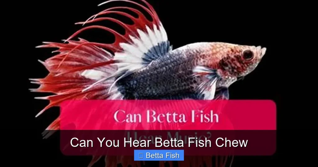 Can You Hear Betta Fish Chew