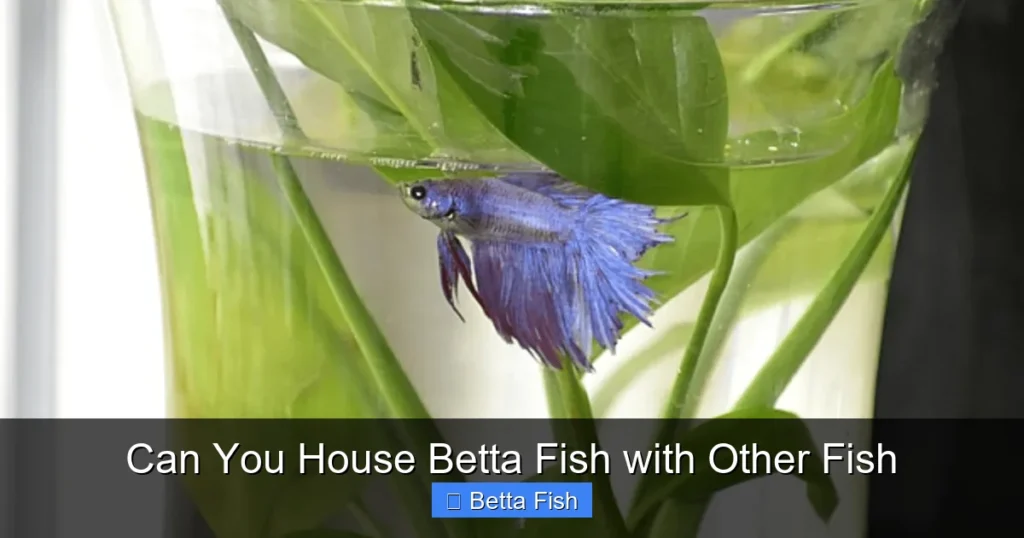 Can You House Betta Fish with Other Fish