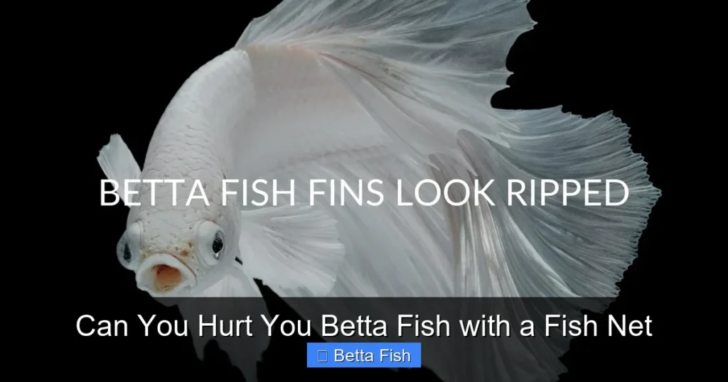 Can You Hurt You Betta Fish with a Fish Net