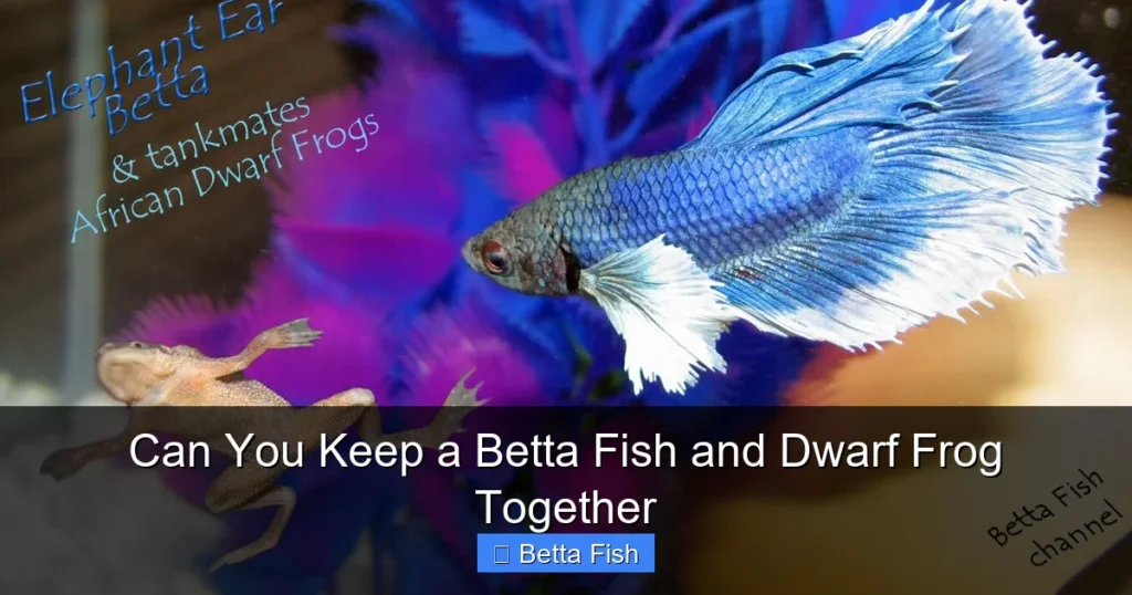 Can You Keep a Betta Fish and Dwarf Frog Together