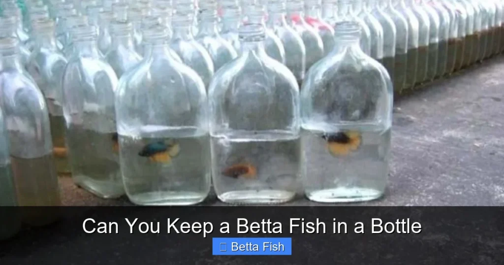 Can You Keep a Betta Fish in a Bottle