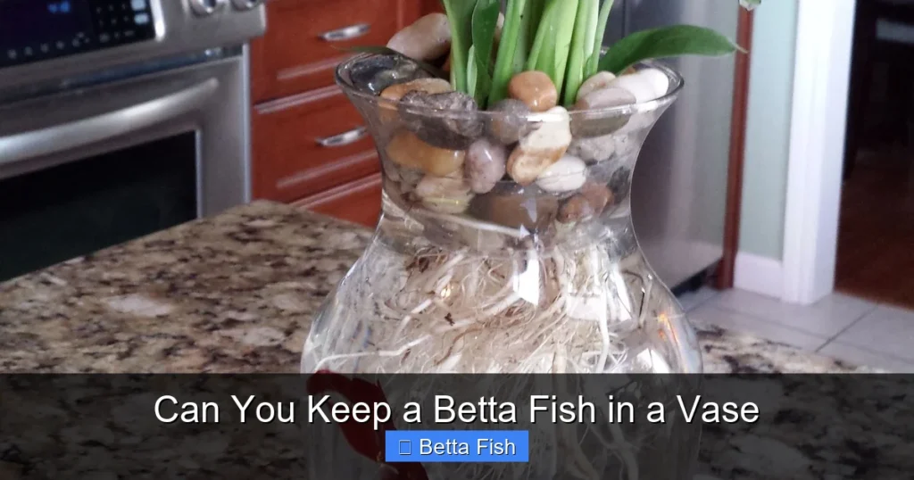 Can You Keep a Betta Fish in a Vase