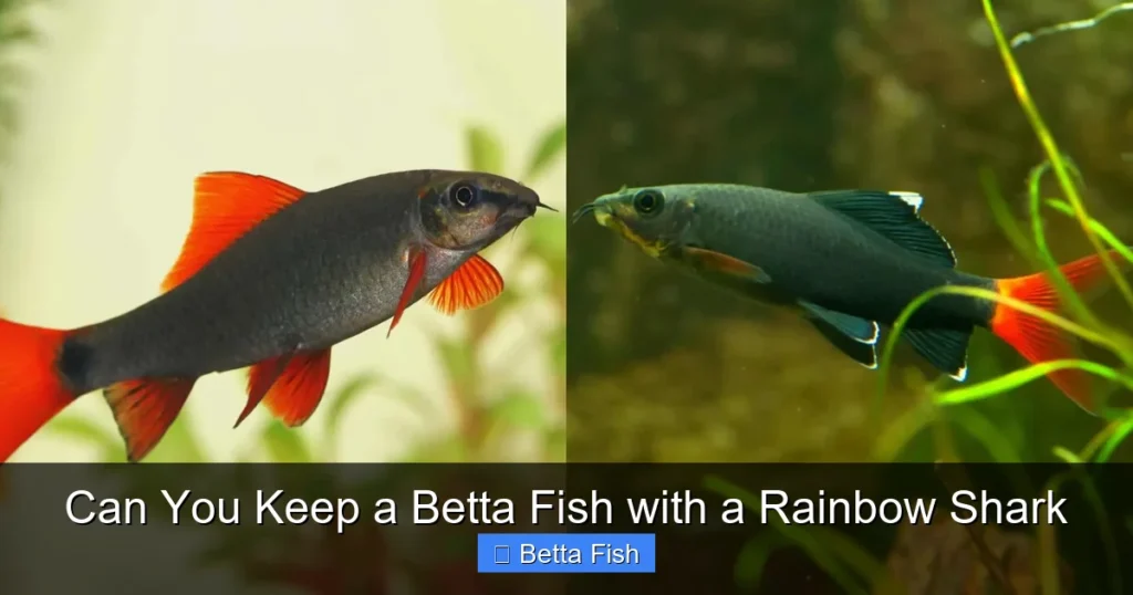 Can You Keep a Betta Fish with a Rainbow Shark