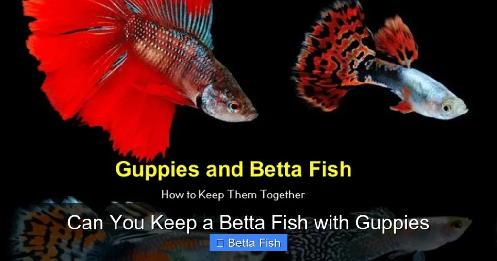 Can You Keep a Betta Fish with Guppies
