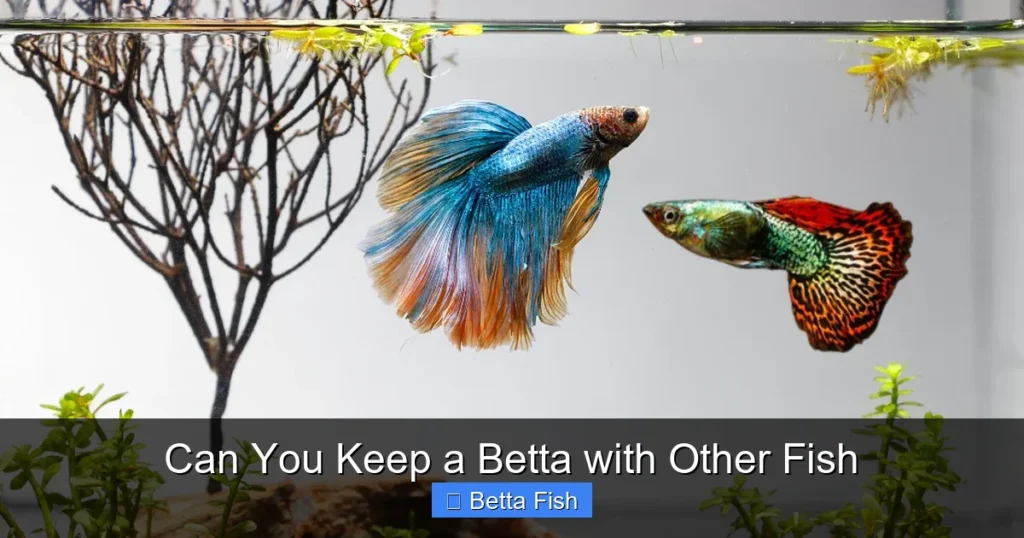 Can You Keep a Betta with Other Fish