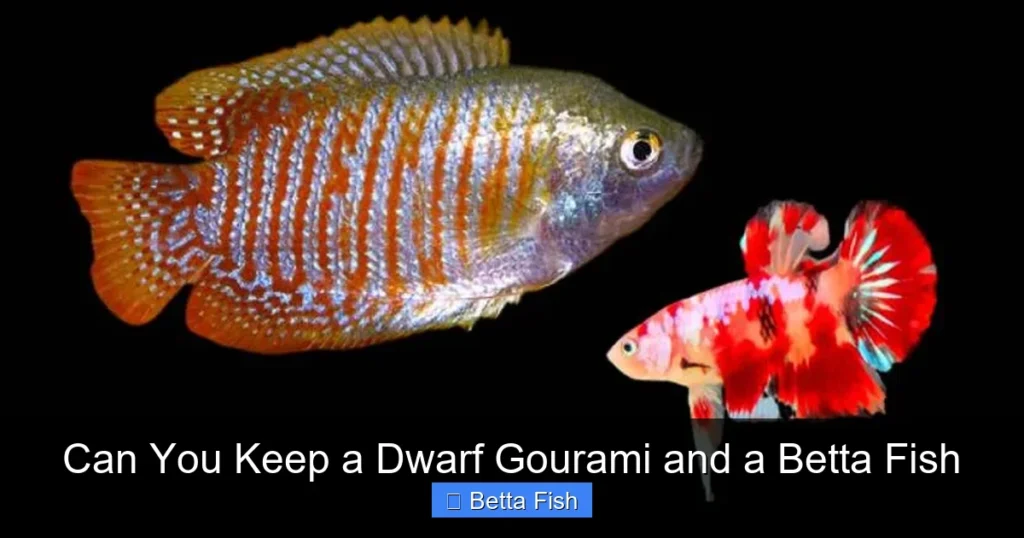 Can You Keep a Dwarf Gourami and a Betta Fish