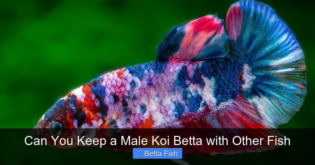 Can You Keep a Male Koi Betta with Other Fish