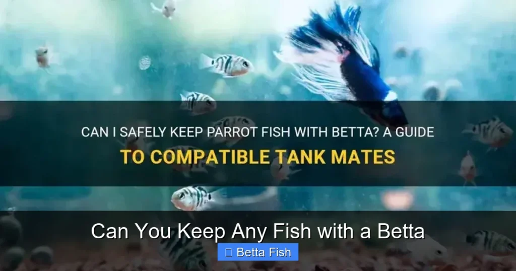 Can You Keep Any Fish with a Betta