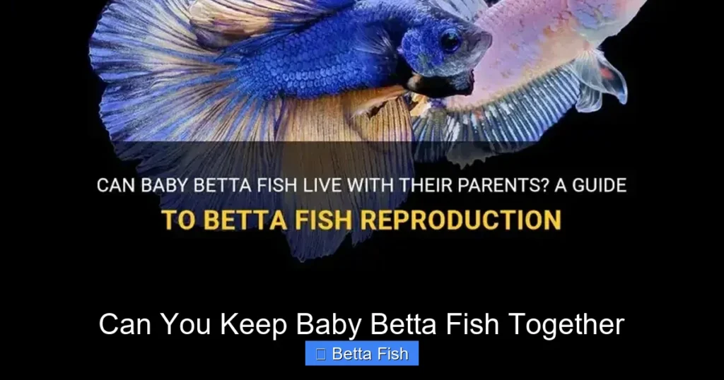 Can You Keep Baby Betta Fish Together