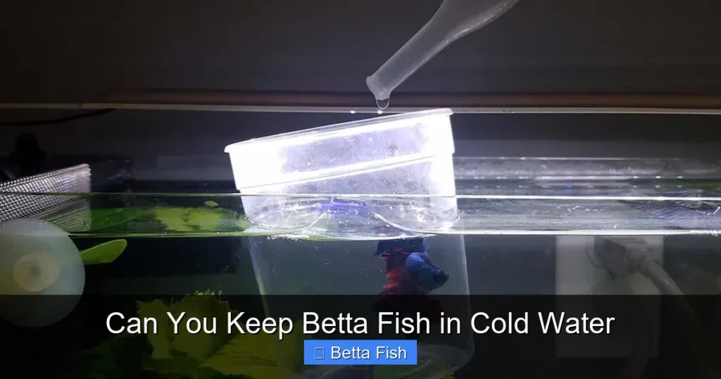 Can You Keep Betta Fish in Cold Water