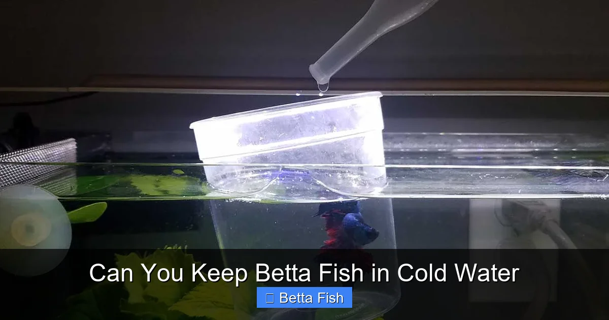 Can You Keep Betta Fish in Cold Water