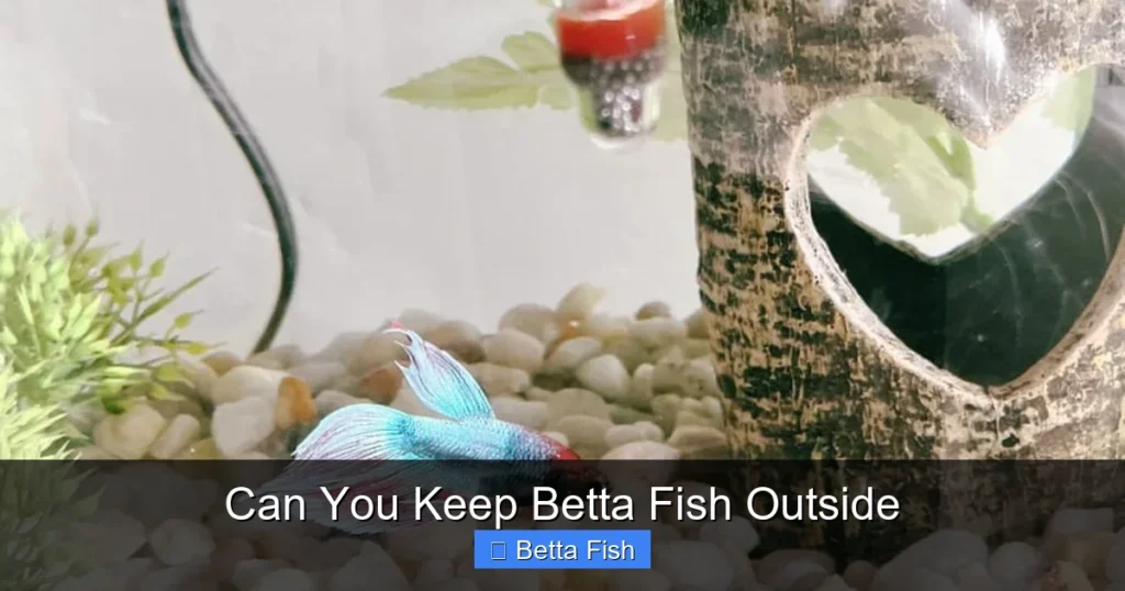 Can You Keep Betta Fish Outside