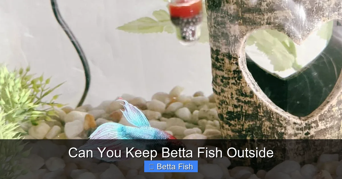 Can You Keep Betta Fish Outside