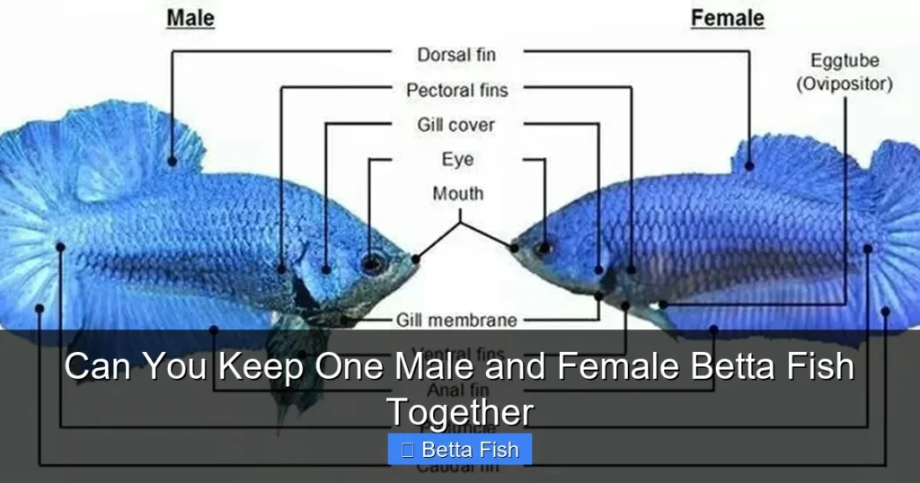 Can You Keep One Male and Female Betta Fish Together