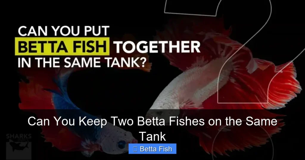 Can You Keep Two Betta Fishes on the Same Tank
