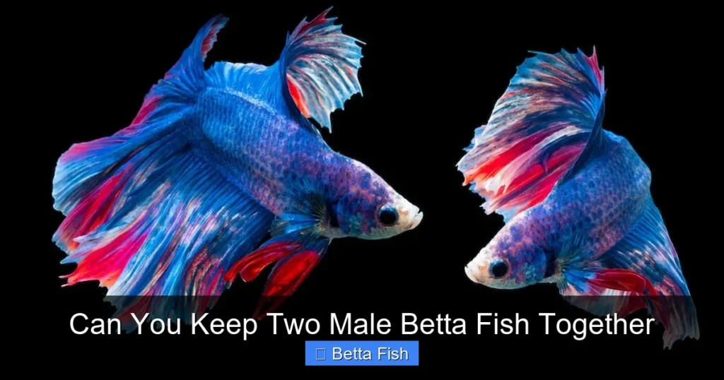 Can You Keep Two Male Betta Fish Together