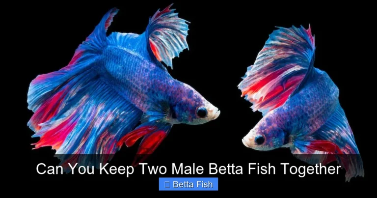 Can You Keep Two Male Betta Fish Together